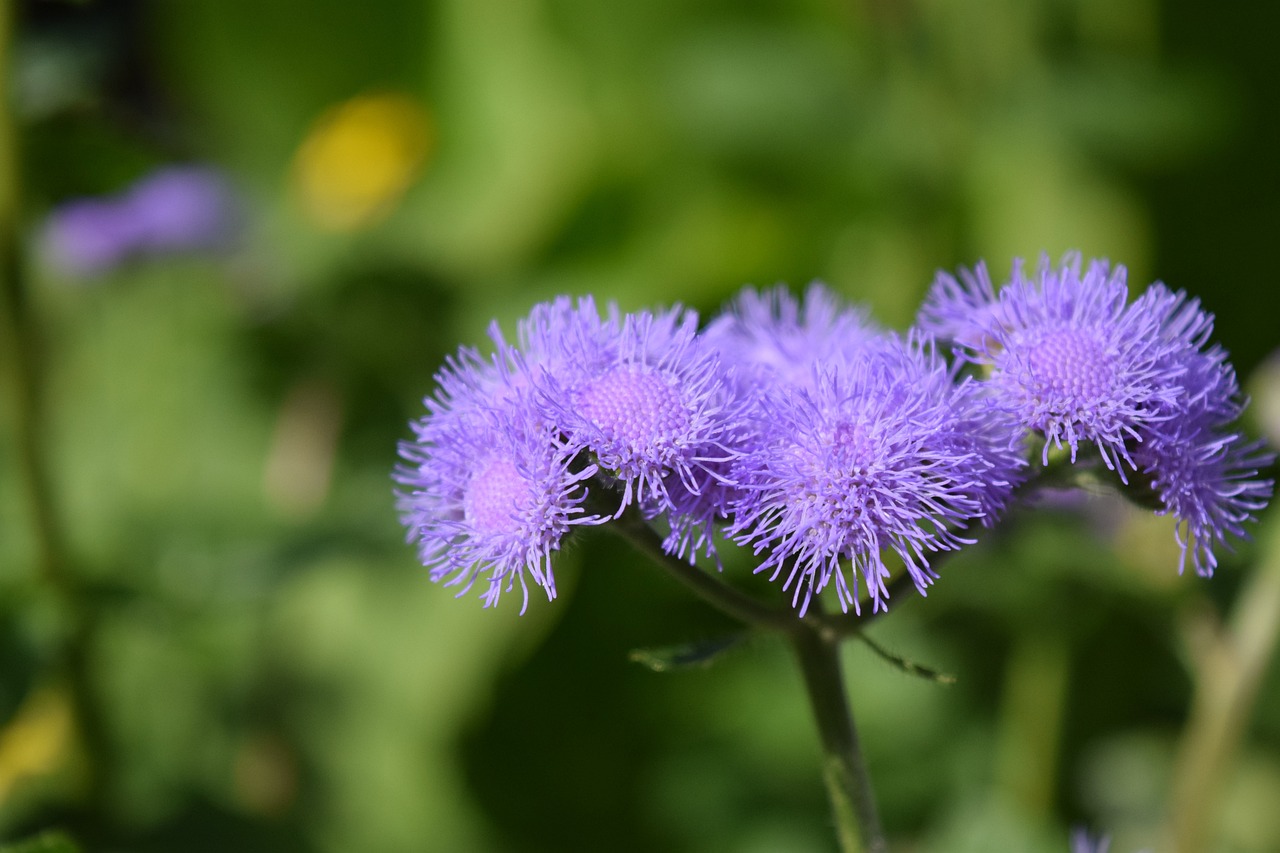 ageratum