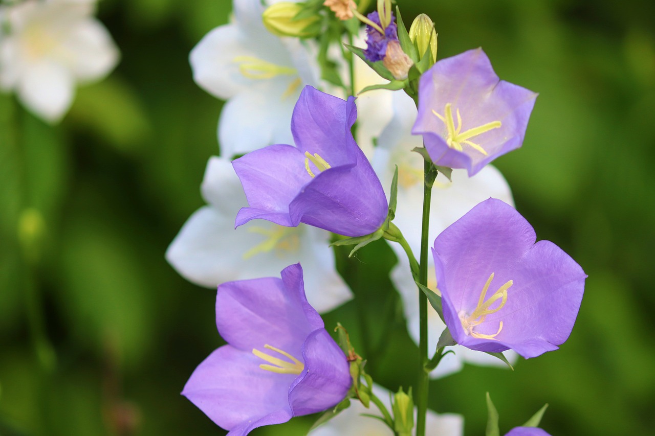 campanula