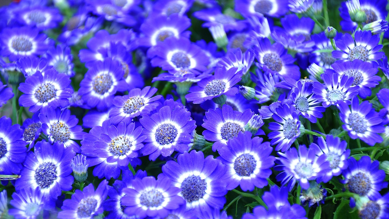 cineraria