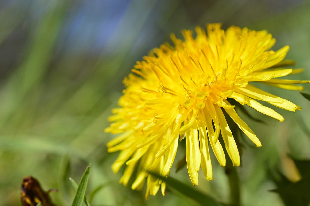 dandelion