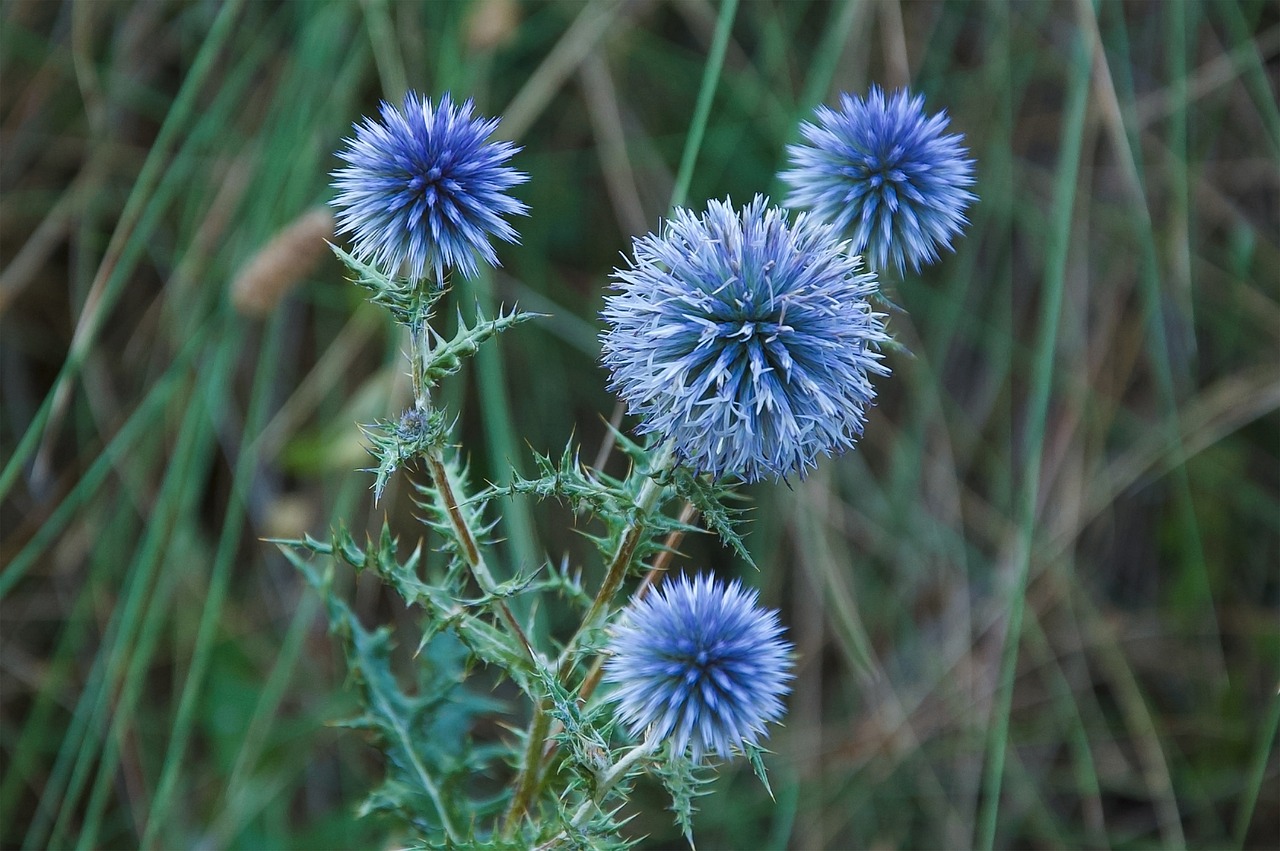 echinops