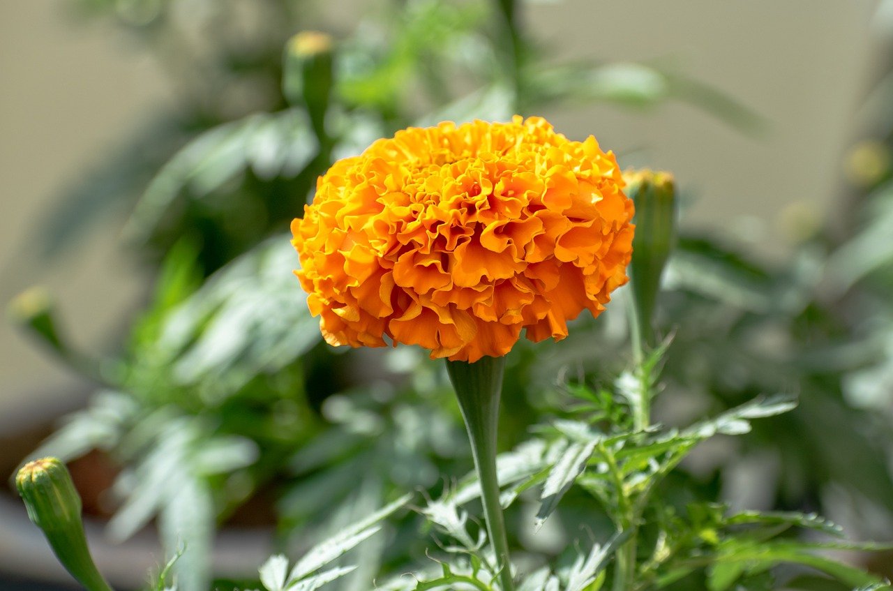 marigold