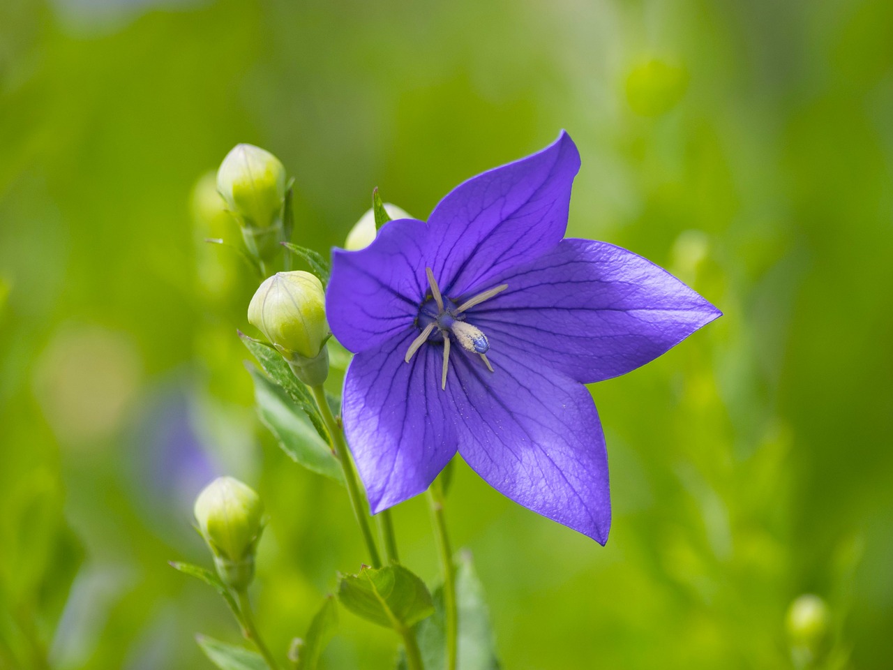 Balloon flower