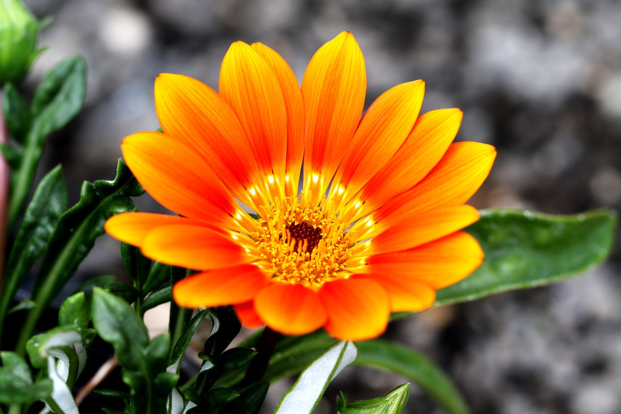 gazania