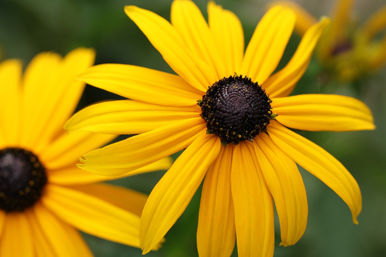 rudbeckia