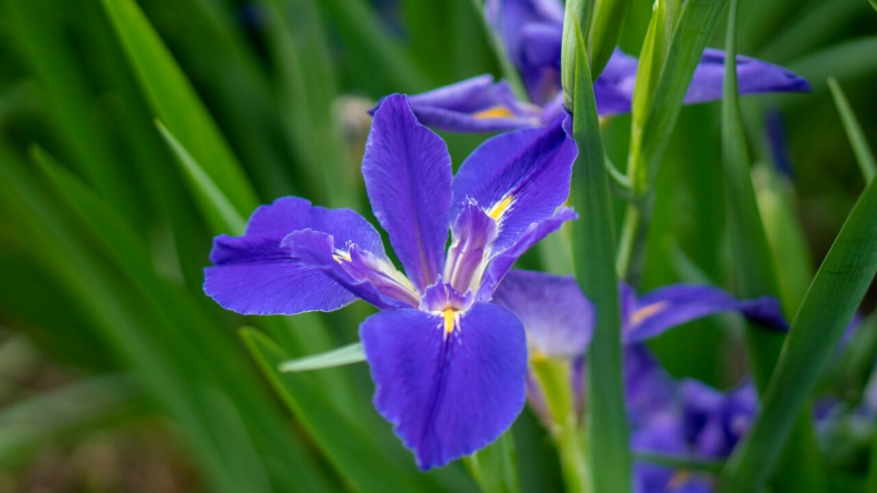 Japanese Iris