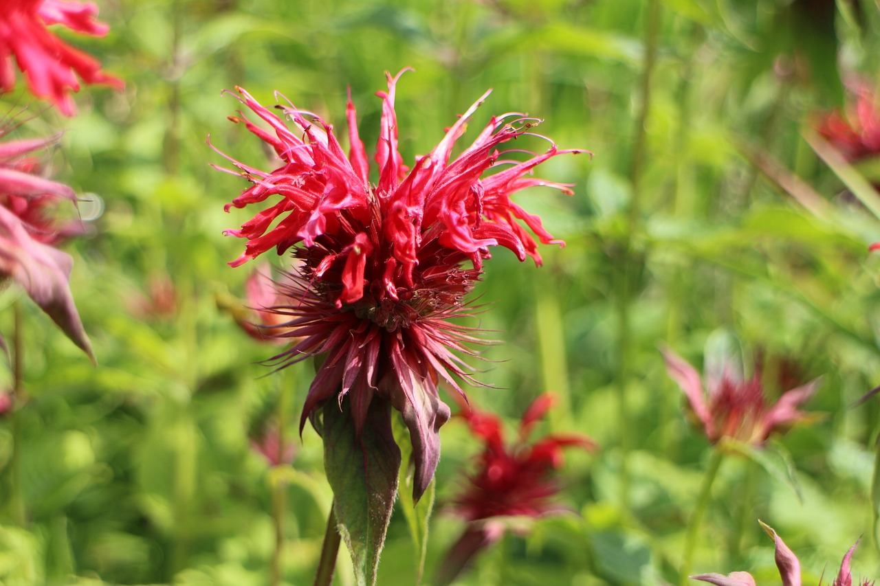 monarda