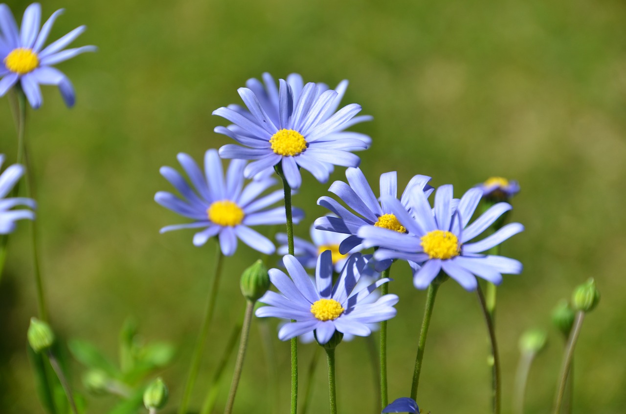 blue-felicia-daisy