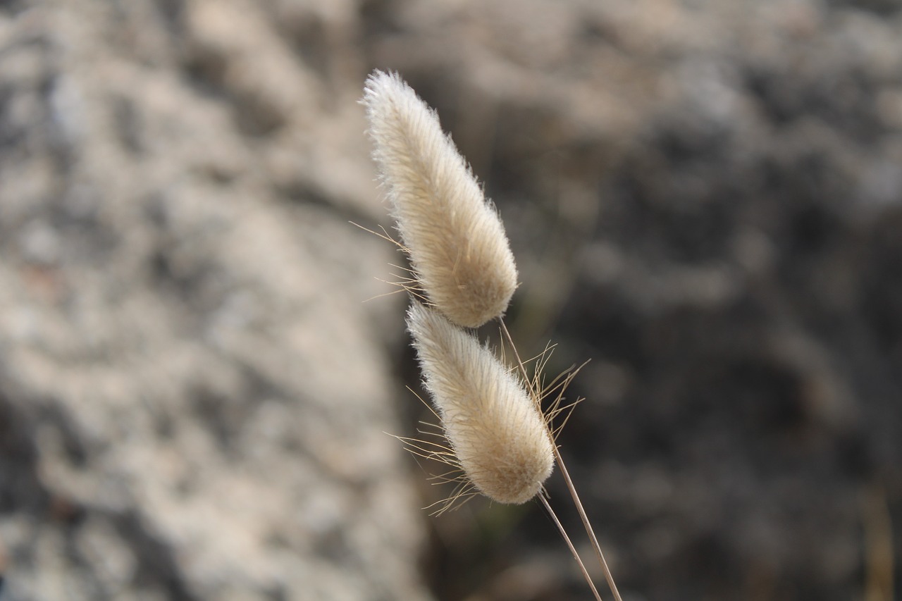 bunny-tail