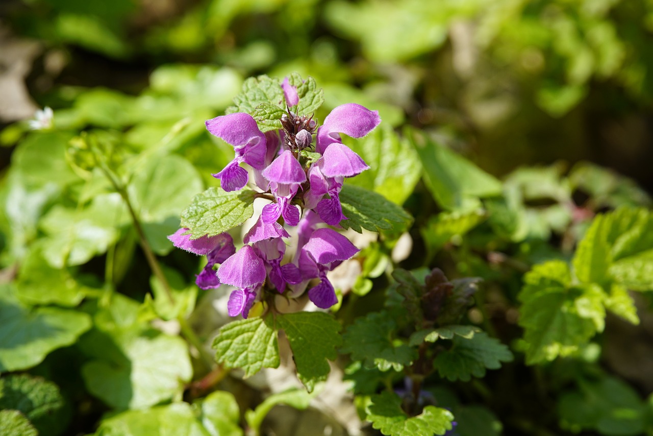 dead-nettle