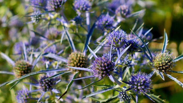 エリンジウム | ヨーロッパの庭園で愛された青い装飾花