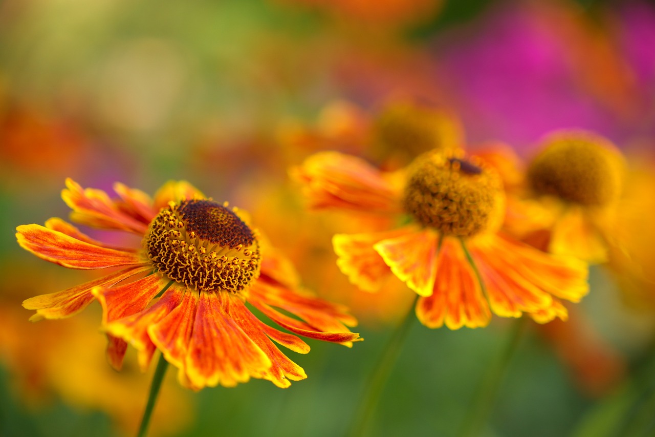 helenium