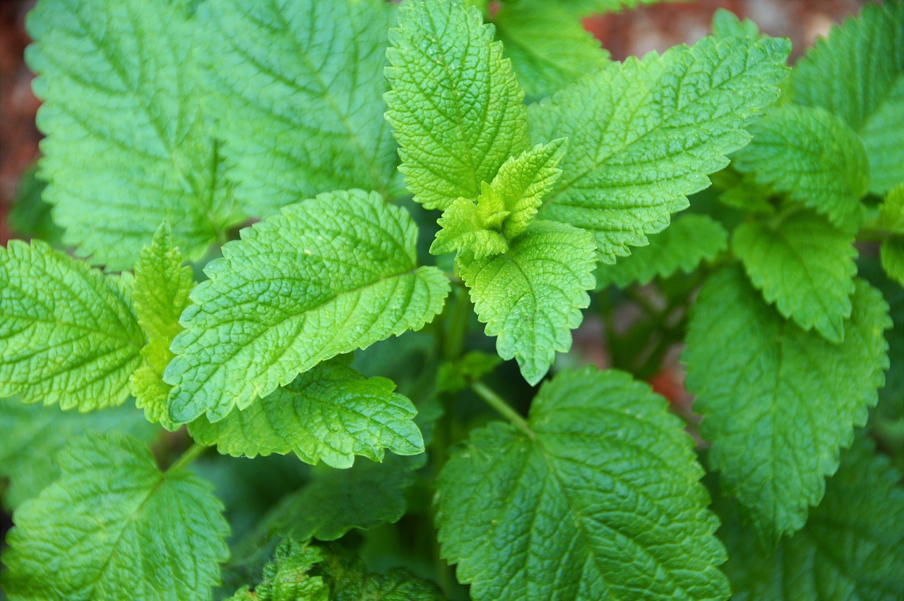 lemon-balm