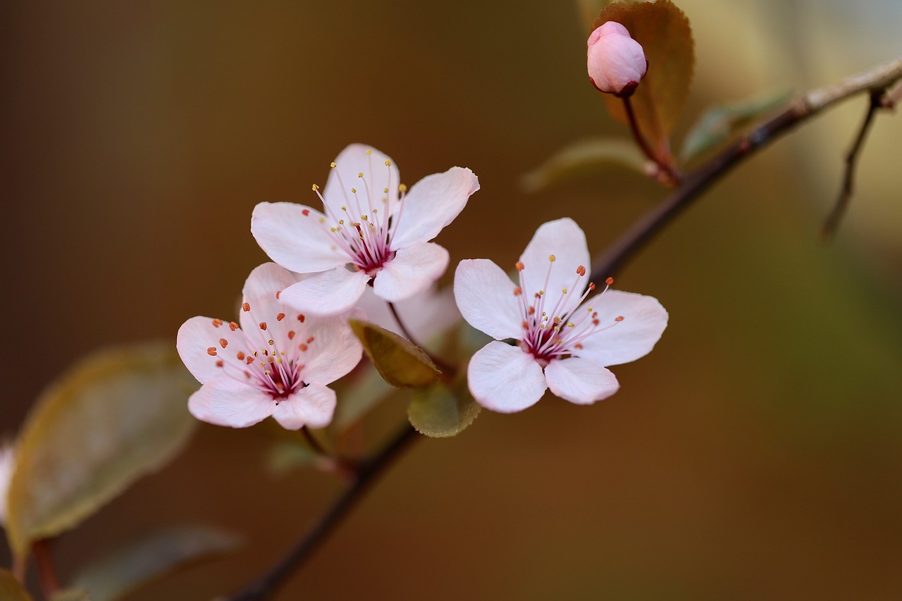 ornamental-plum