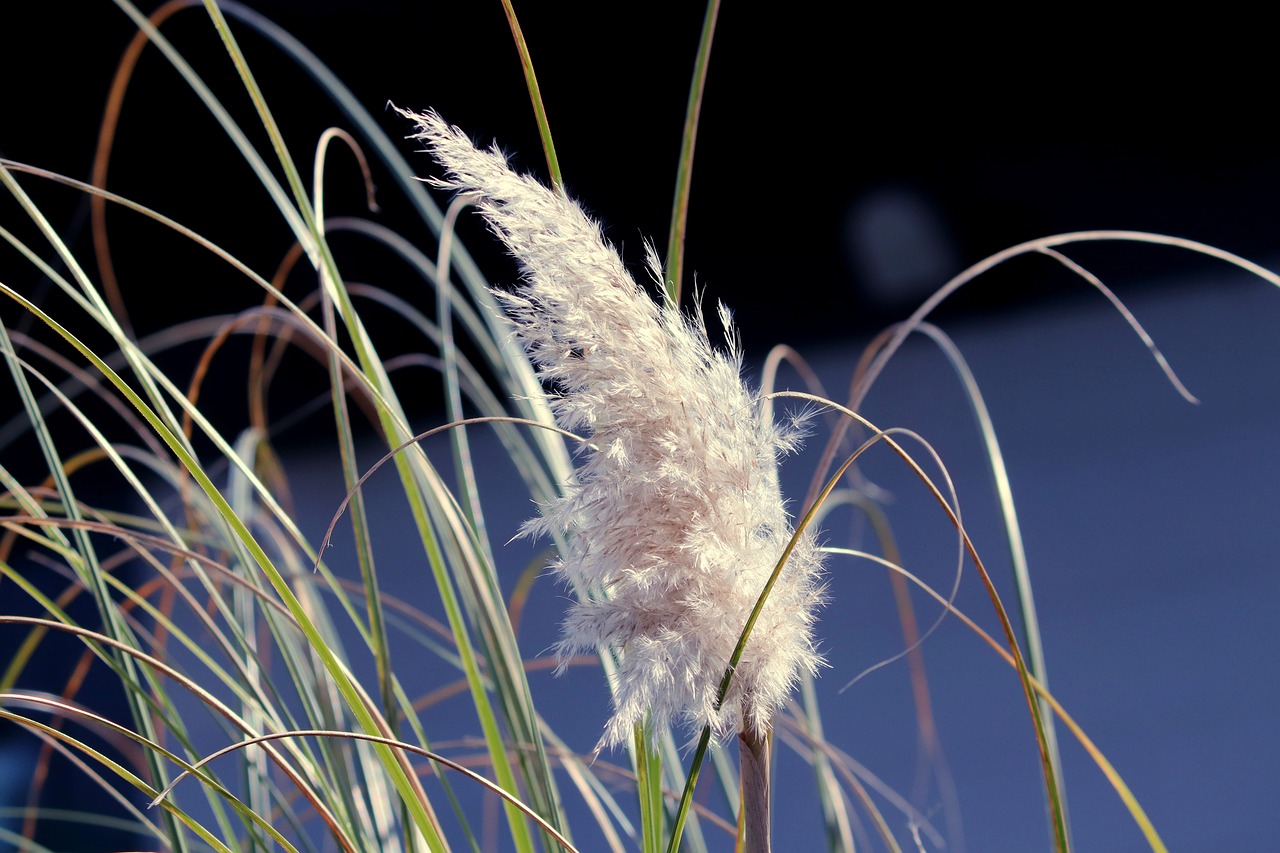 pampas-grass