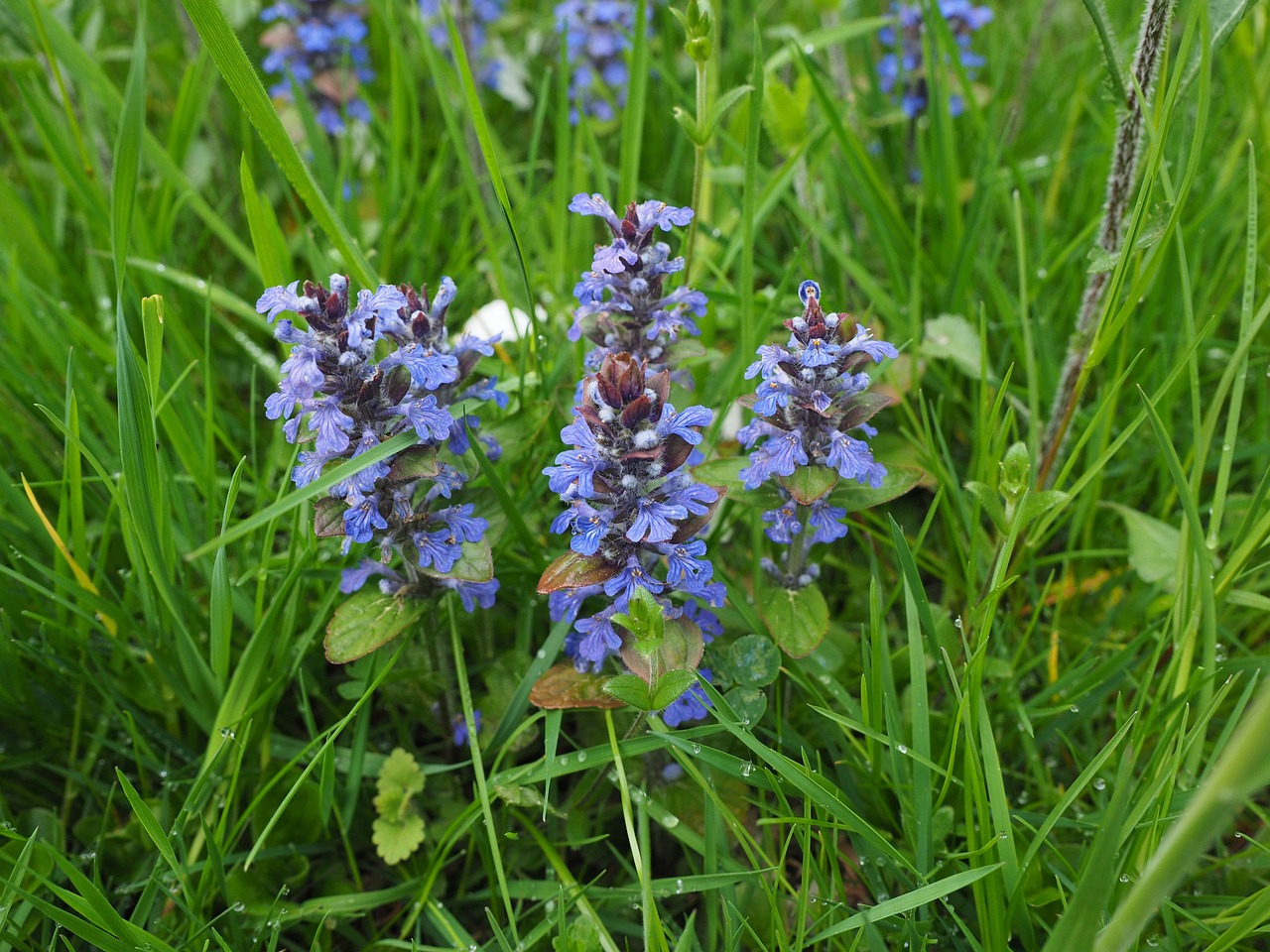 Ajuga