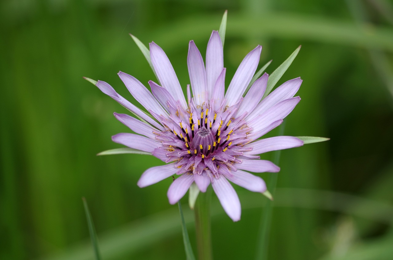 Salsify