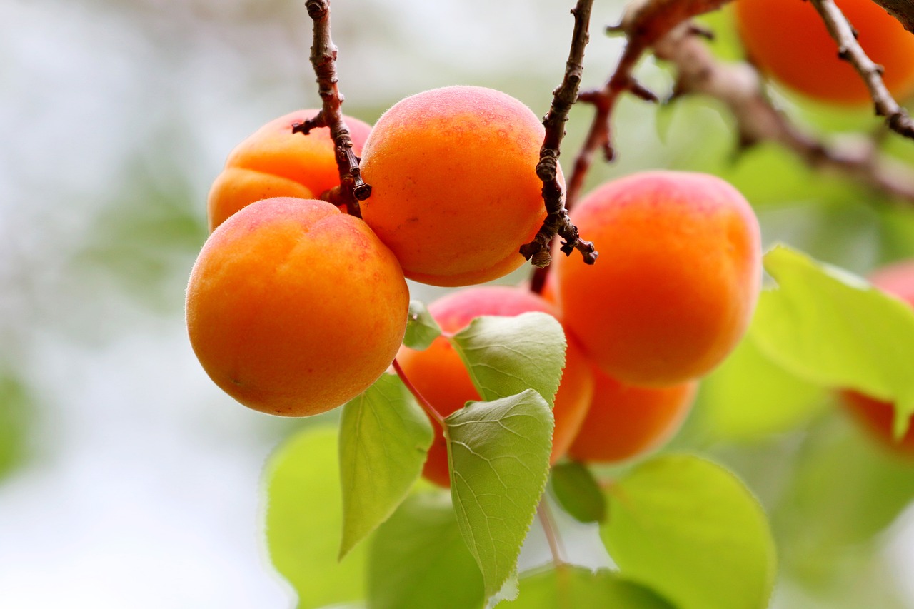 apricots