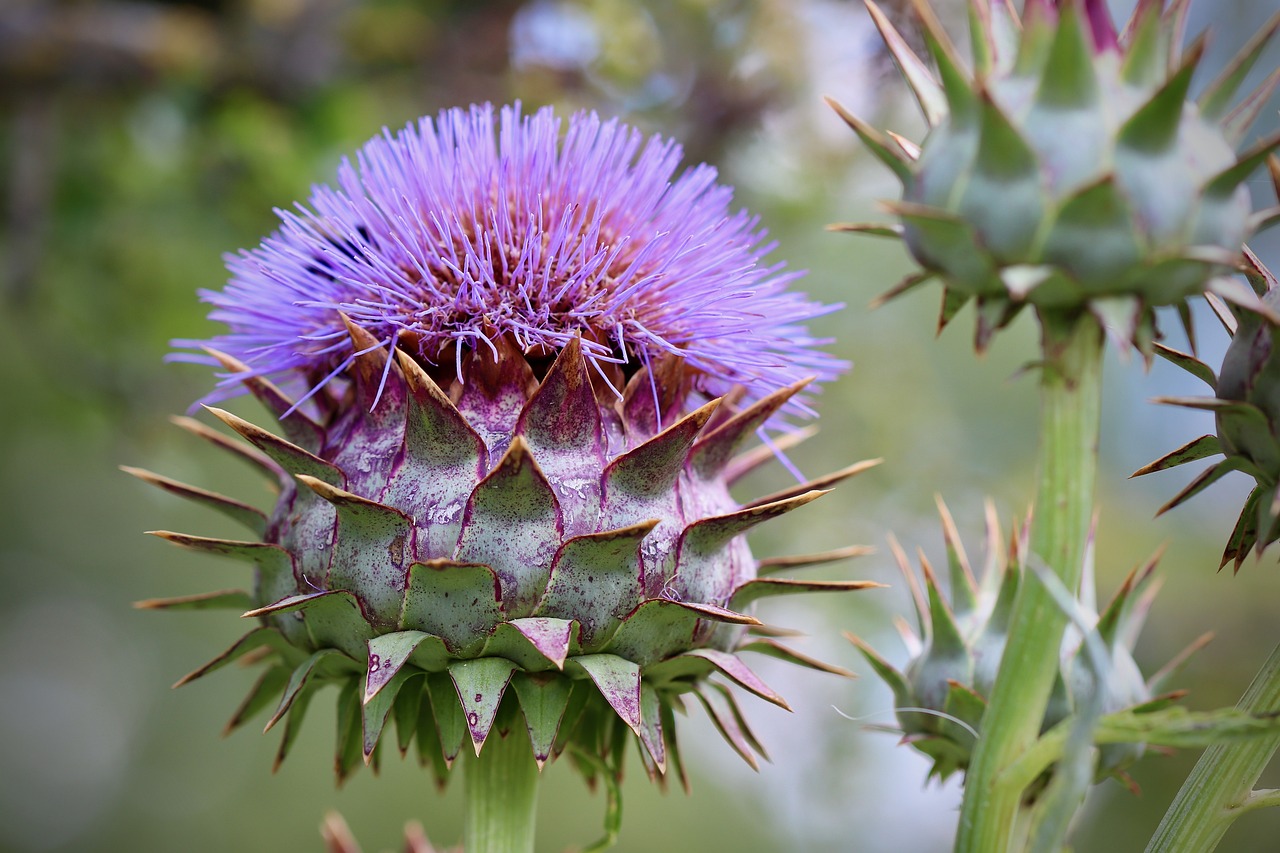 artichoke