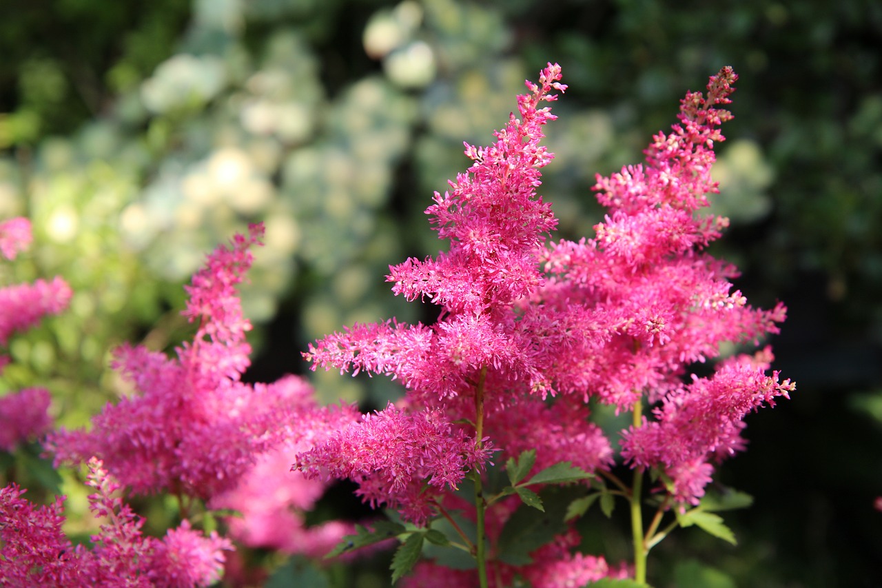 astilbe