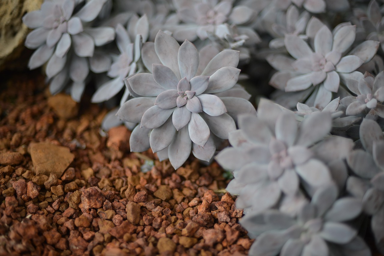 Graptopetalum