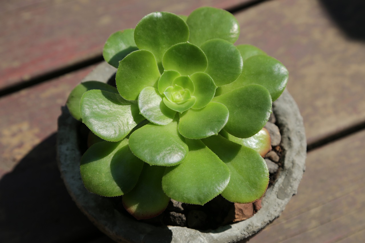 aeonium