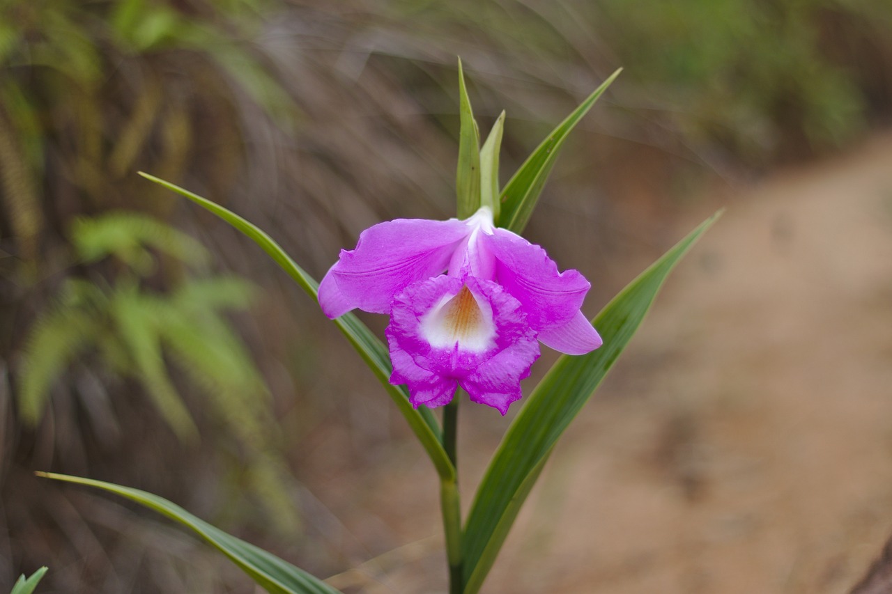 cattleya