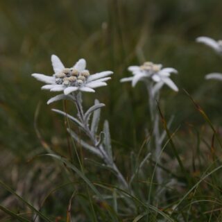 edelweiss-4967608_1280-320x320.jpg