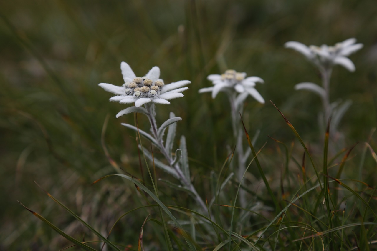 edelweiss