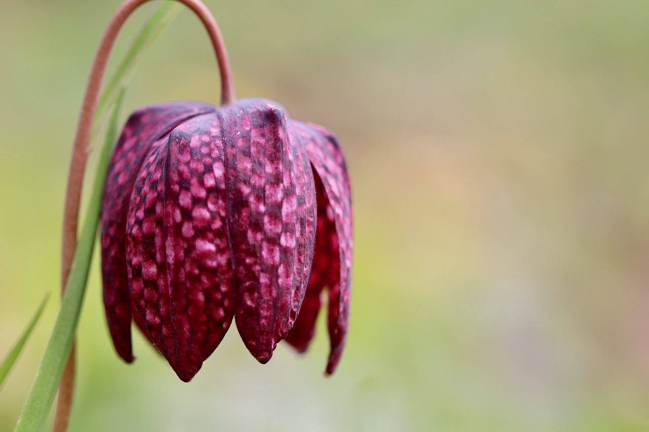 Fritillaria meleagris