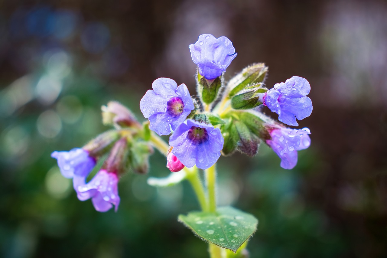 Pulmonaria