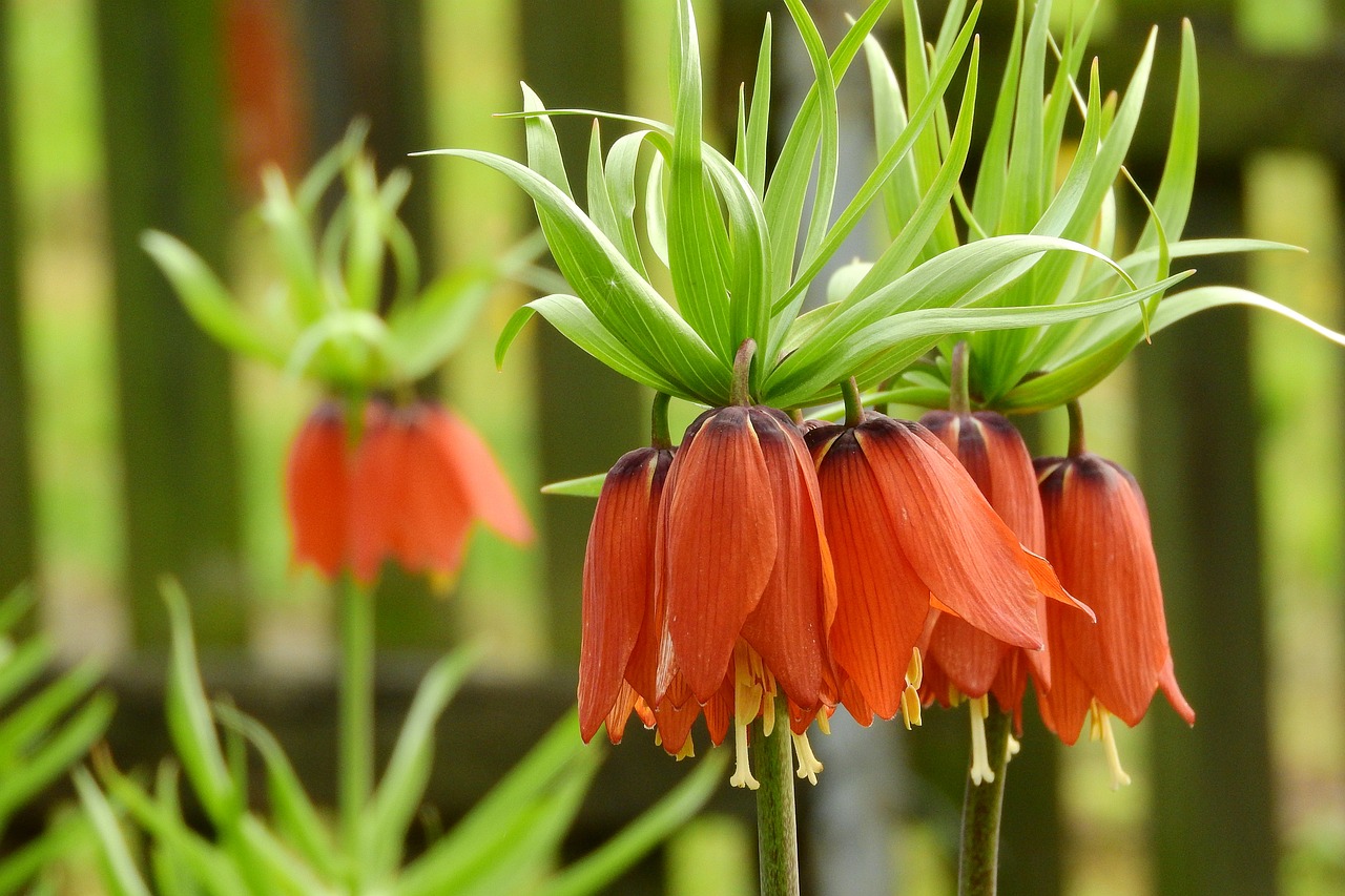 fritillaria-imperialis