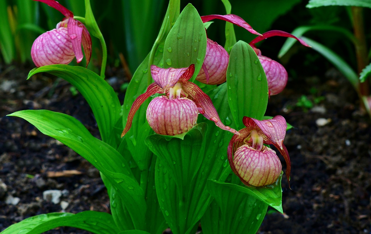 Cypripedium