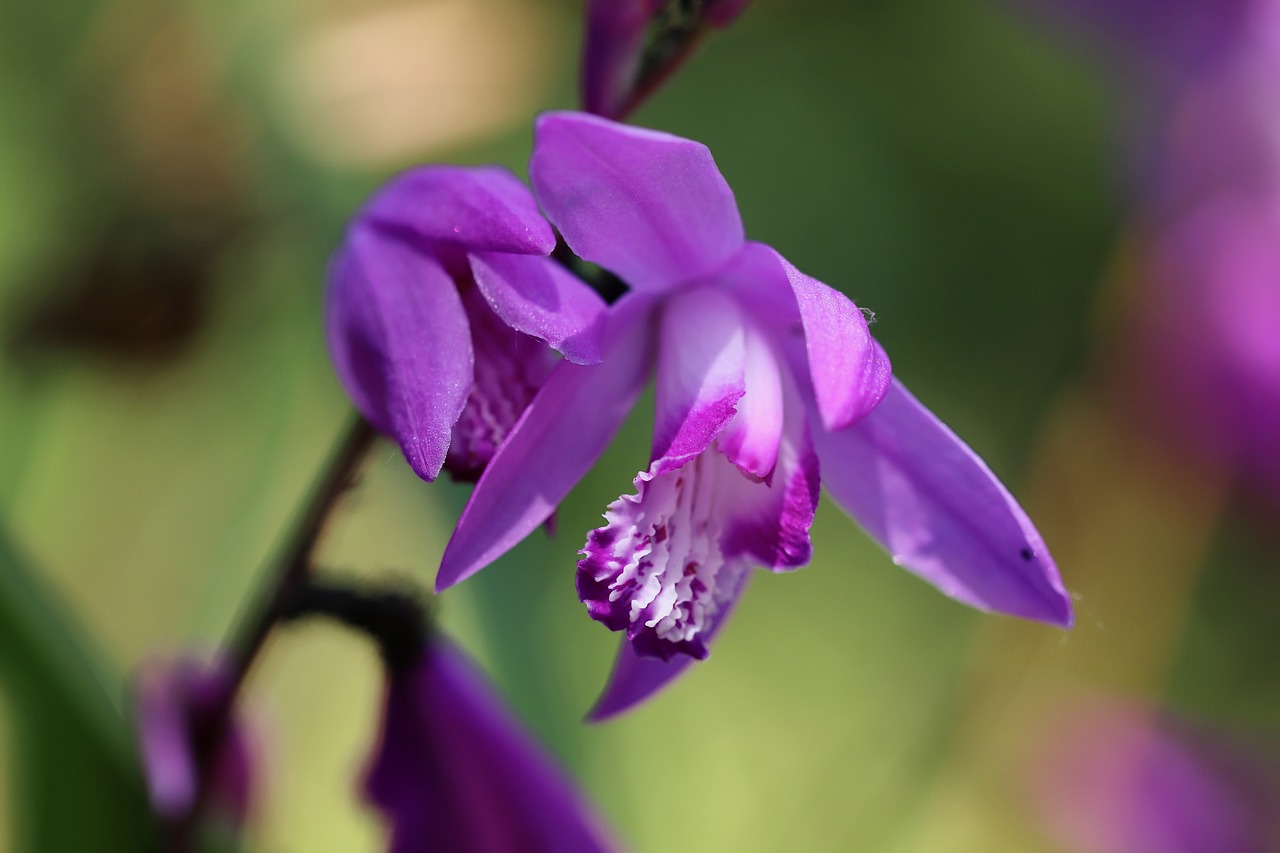 Bletilla