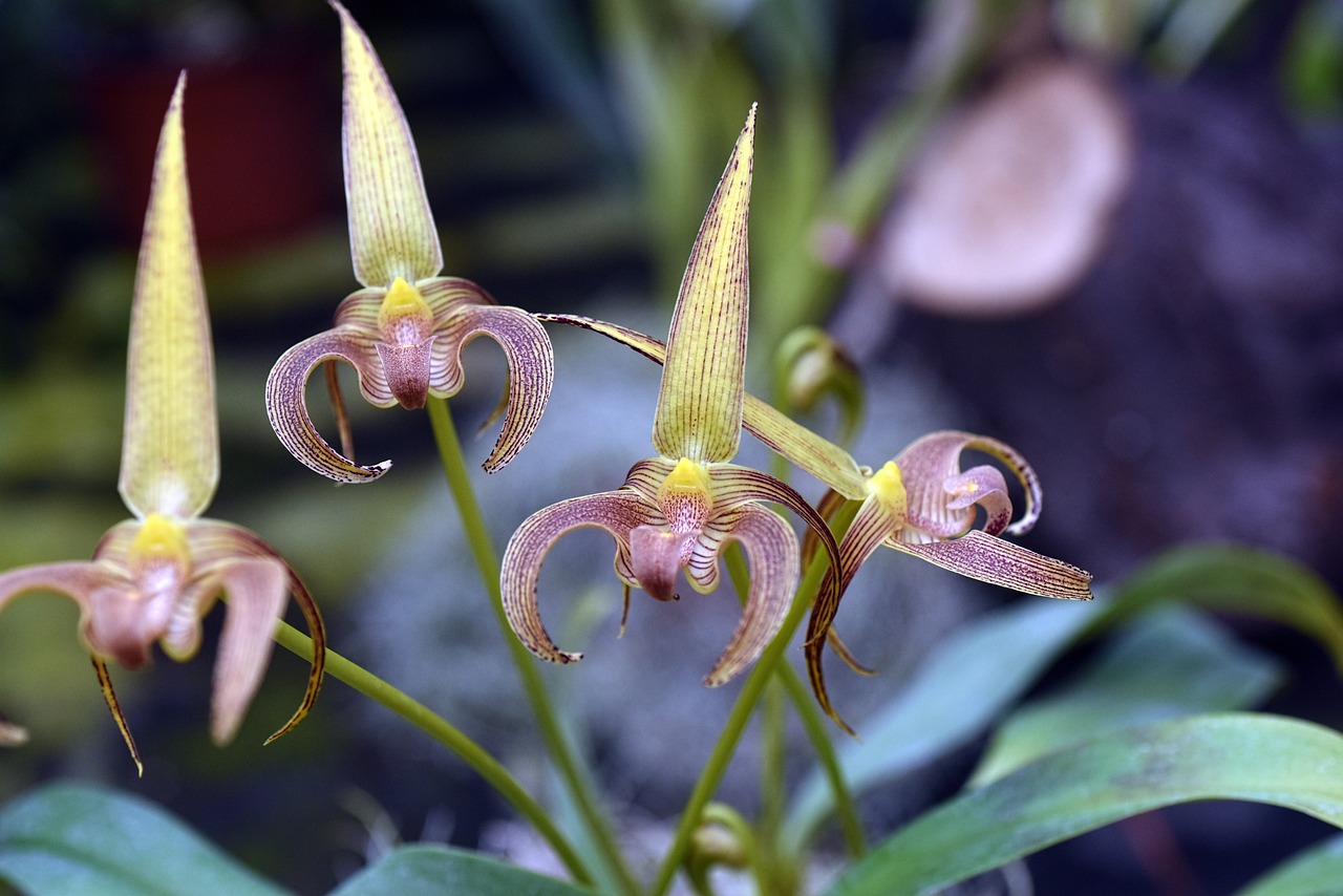 Bulbophyllum