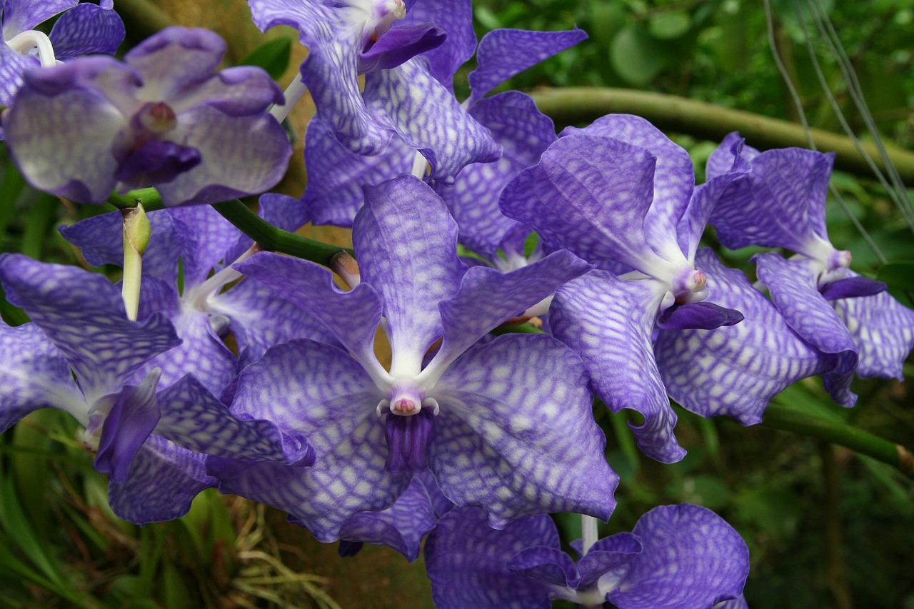 Vanda-orchid