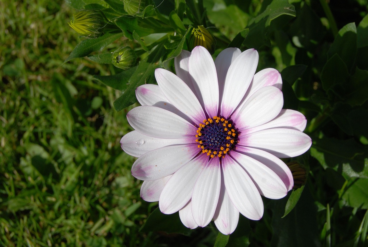 osteospermum