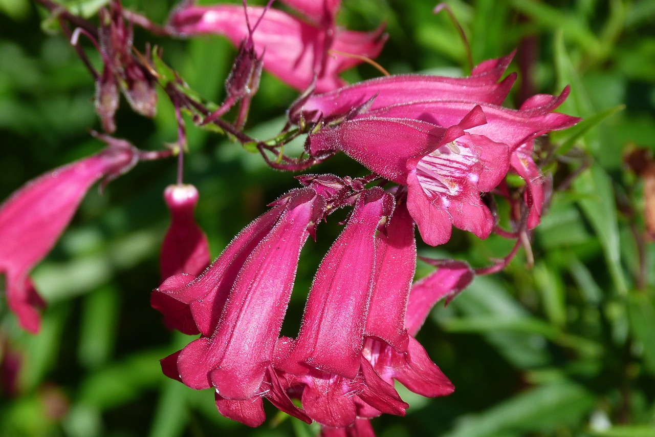 penstemon