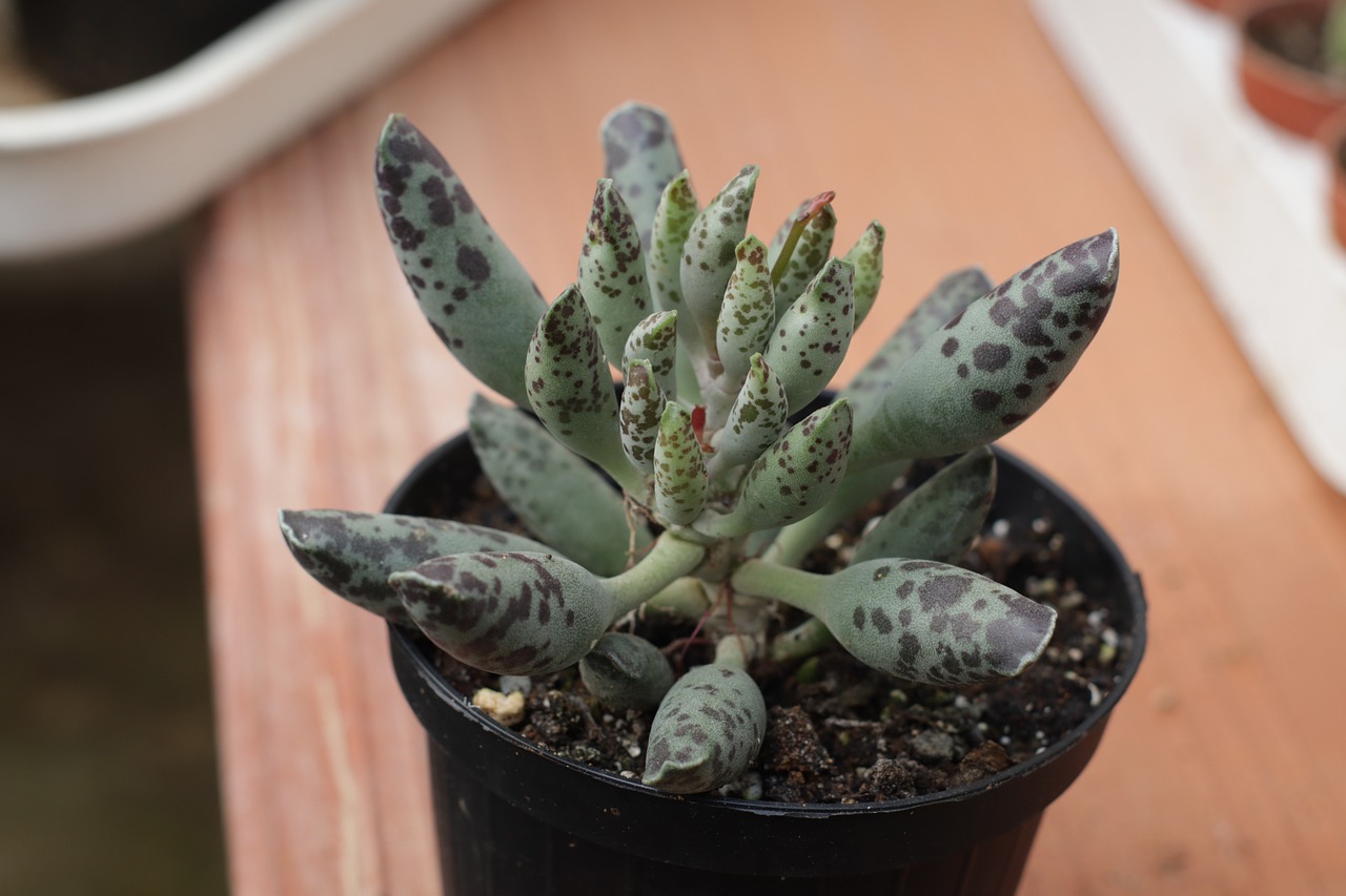 Adromischus