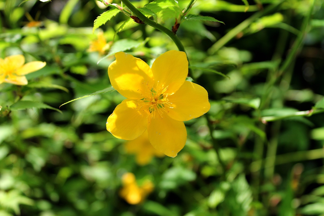 yamabuki-flowers