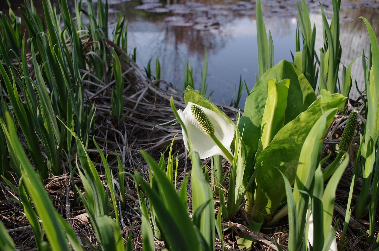 skunk cabbage