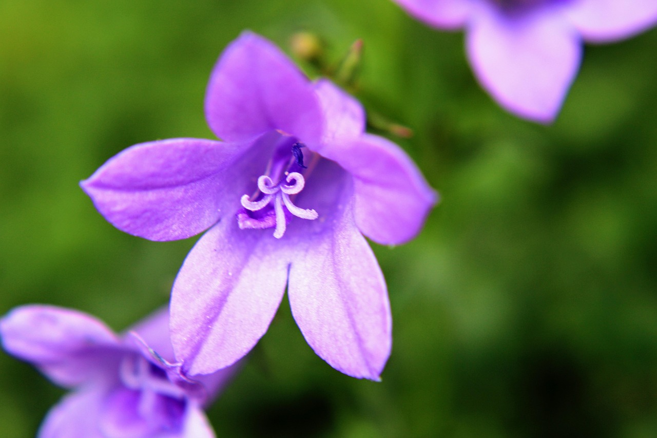 Maiden Bellflower