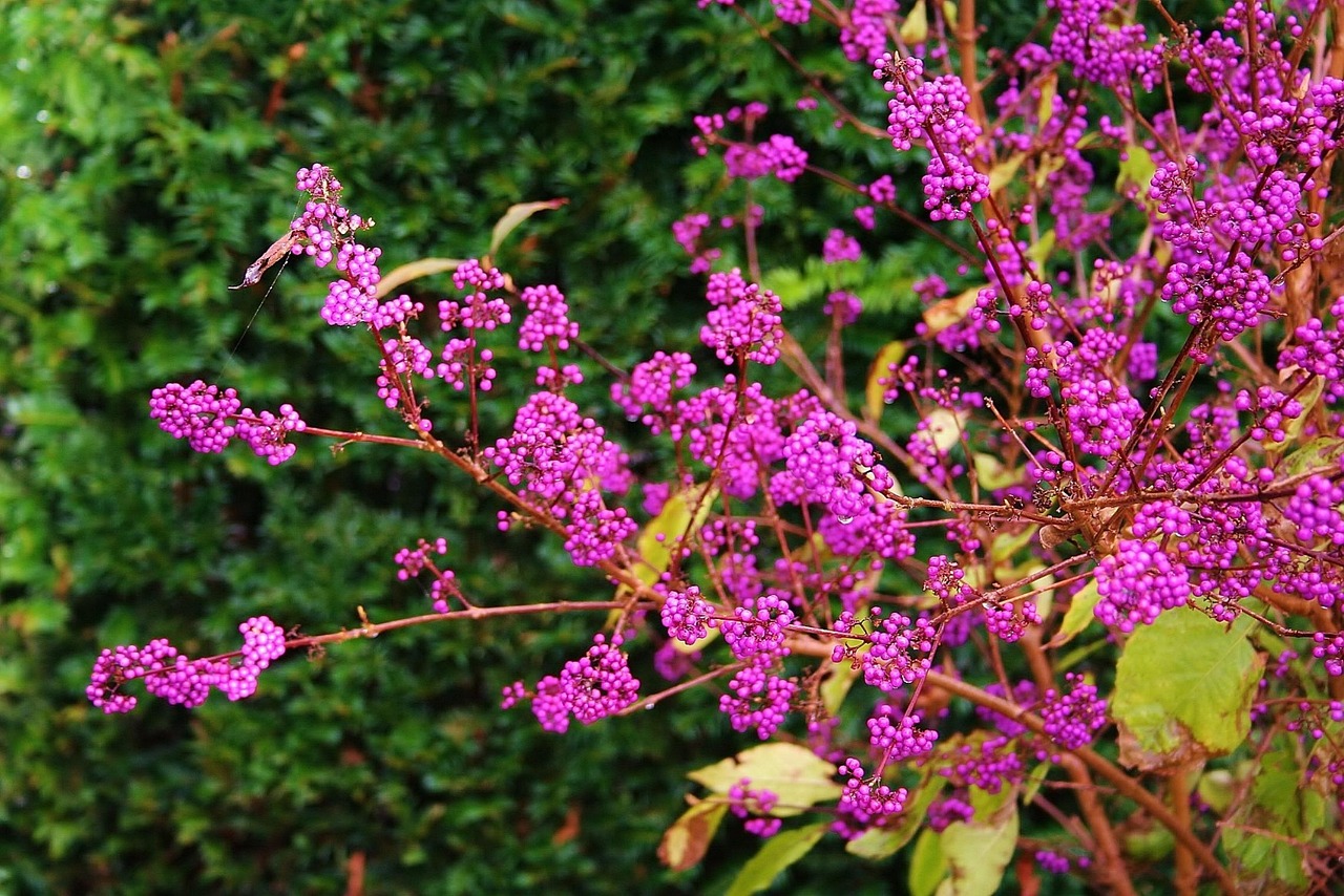 Japanese Beautyberry