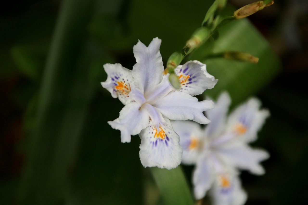 Iris japonica