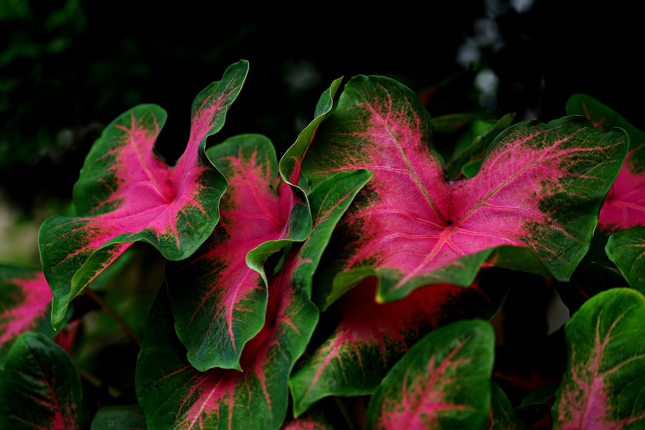 caladium