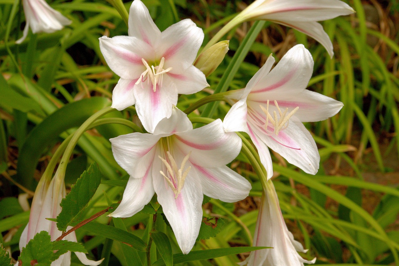 crinum-lilies