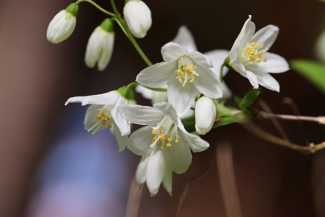 Deutzia gracilis