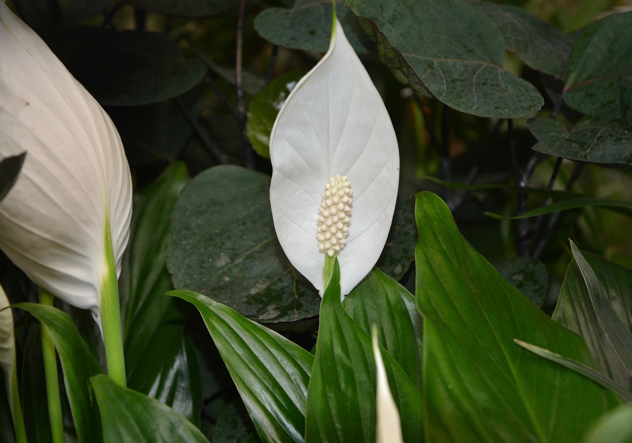 Peace Lily