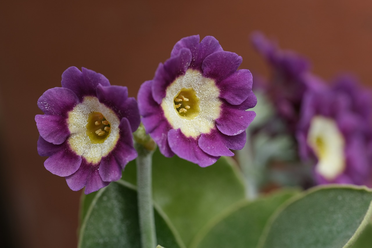 Auricula