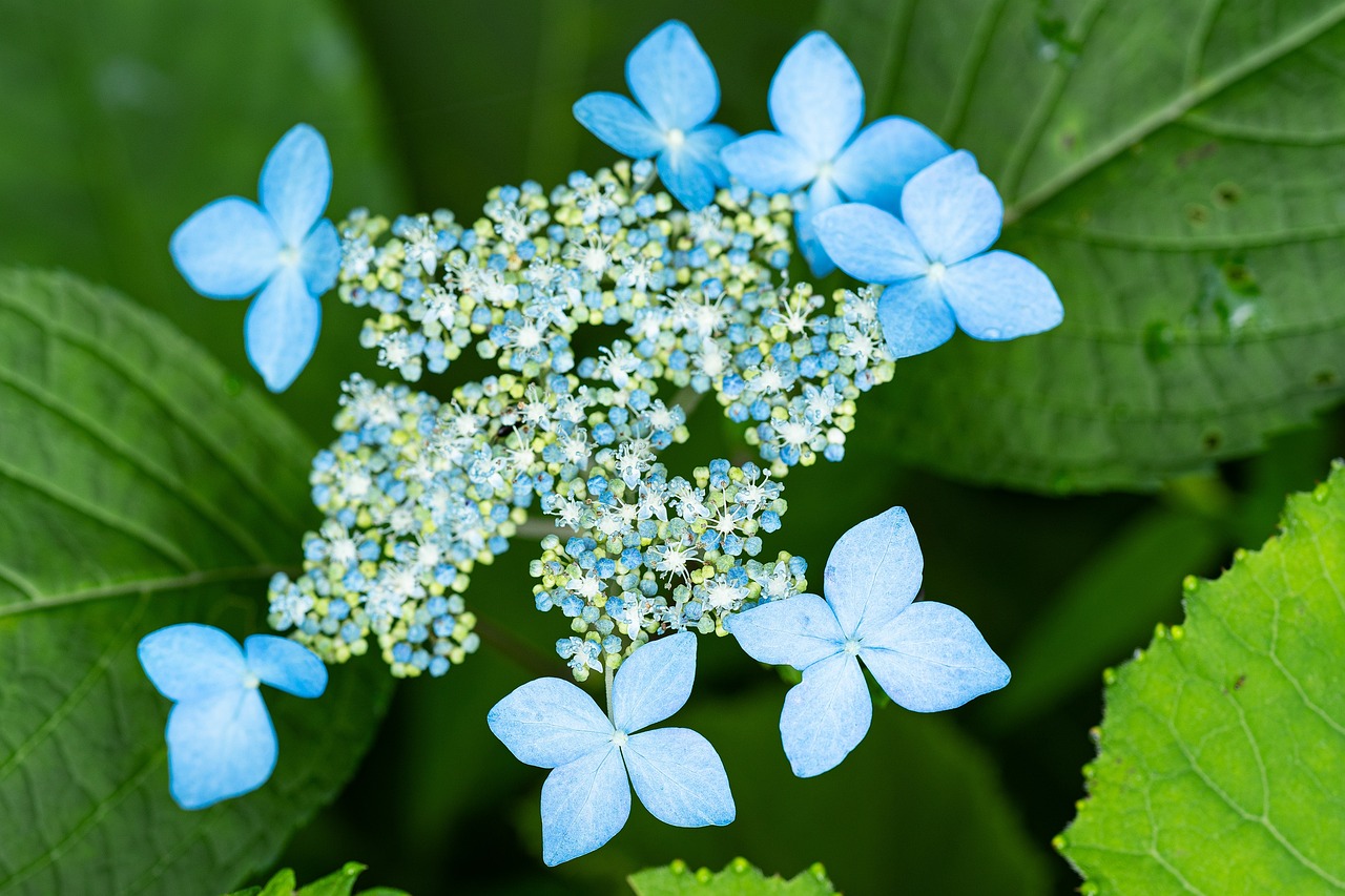 Hydrangea-serrata